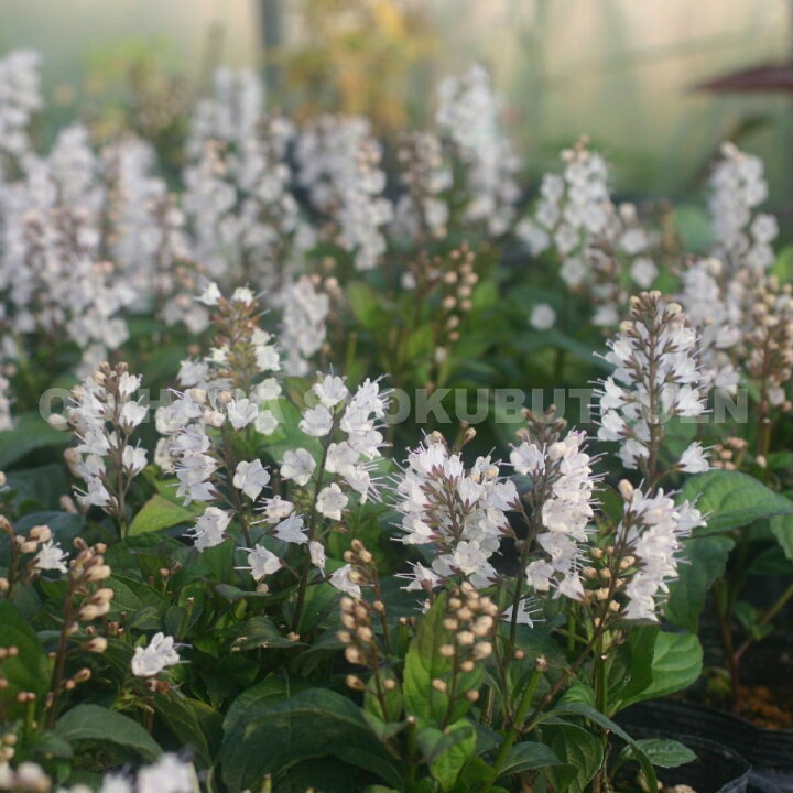 楽天市場 シモバシラ おぎはら植物園