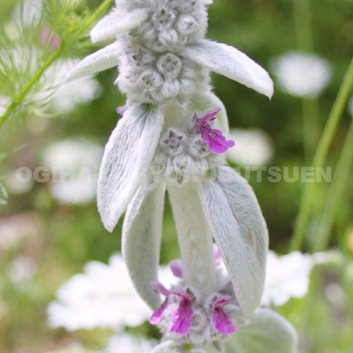 楽天市場 ラムズイヤー おぎはら植物園 楽天市場 ラムズイヤー おぎはら植物園