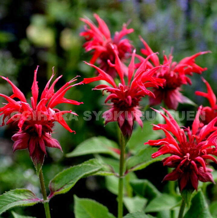 楽天市場 モナルダ レッド おぎはら植物園