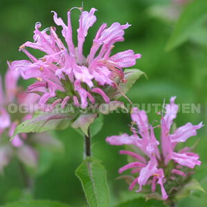 モナルダ 苗の人気商品 通販 価格比較 価格 Com