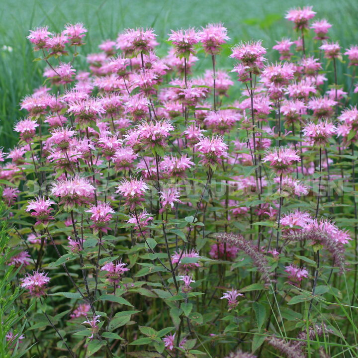 楽天市場 モナルダ ピンク おぎはら植物園