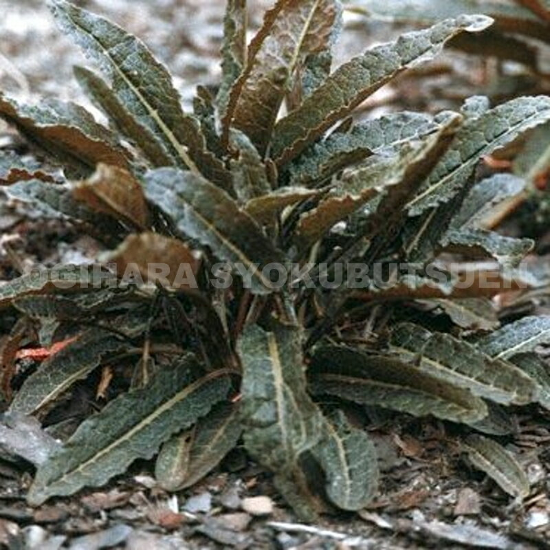 ルメックスフレキシオーサス