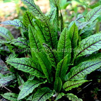 赤すじソレル(ルメックスサンギネウス)