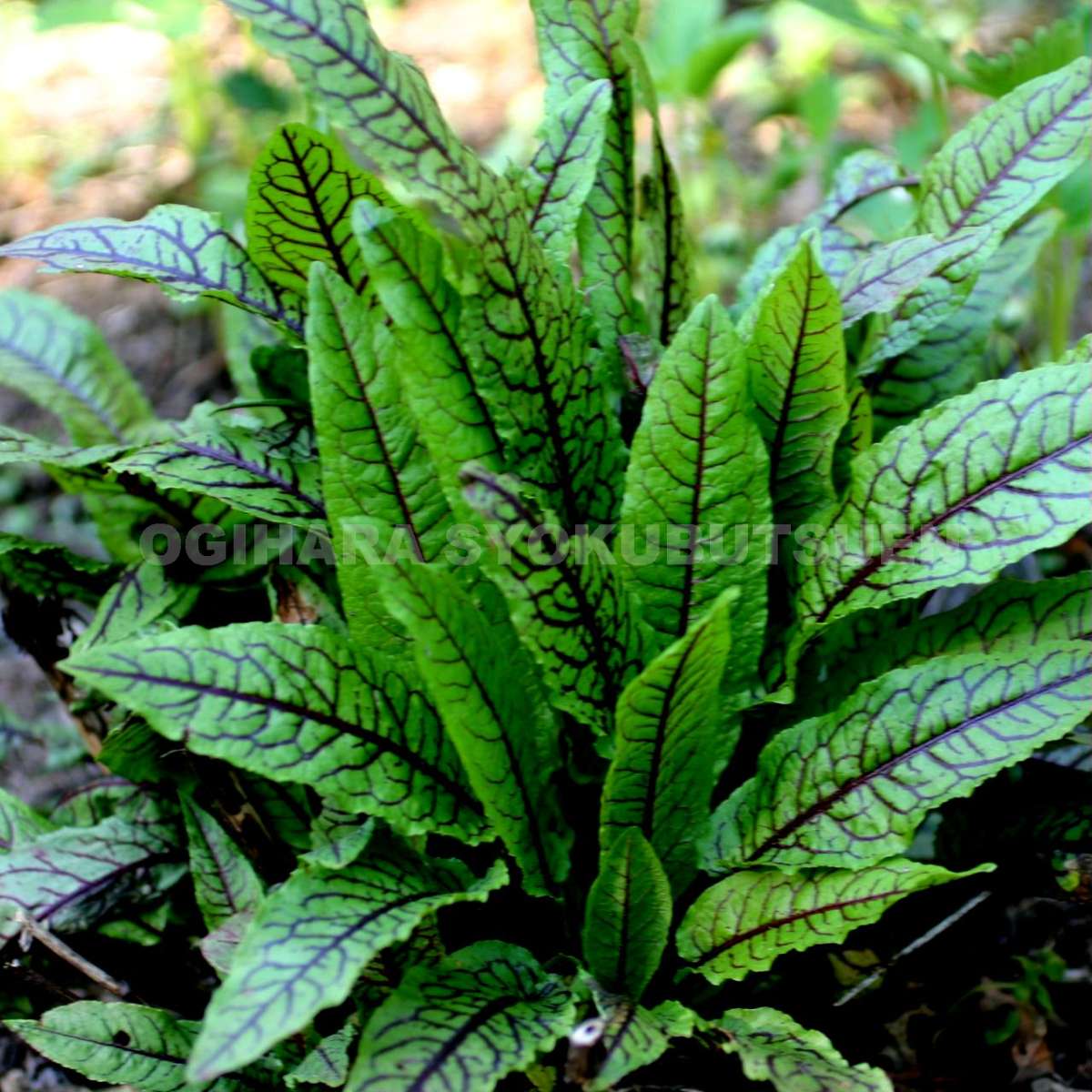 赤すじソレル(ルメックスサンギネウス)