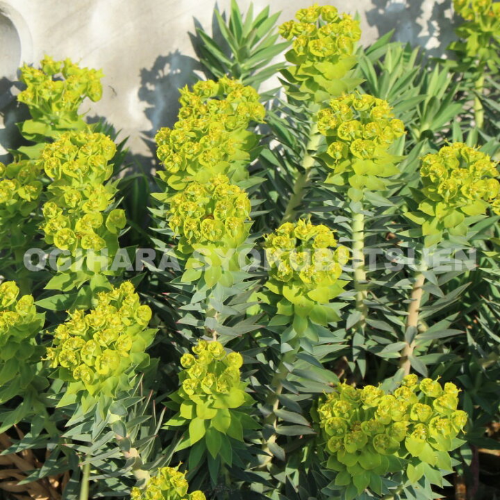 楽天市場 ユーフォルビア リギダ おぎはら植物園 楽天市場 ユーフォルビア リギダ おぎはら植物園