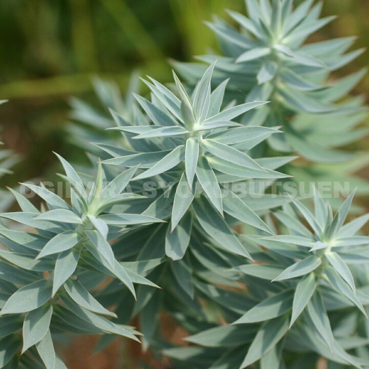 楽天市場 ユーフォルビア リギダ おぎはら植物園 楽天市場 ユーフォルビア リギダ おぎはら植物園