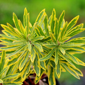 ユーフォルビア ‘アスコット レインボー’（ゴールデンレインボー）