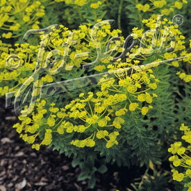 ユーフォルビア　セギリアナ