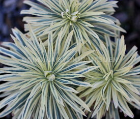 ユーフォルビア ‘タスマニアン タイガー’