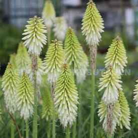 楽天市場 トリトマ 花 ガーデン Diy の通販