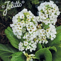 ヒマラヤユキノシタ‘スノータイム’