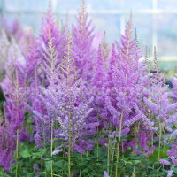 アスチルベ‘ブラックパールズ’