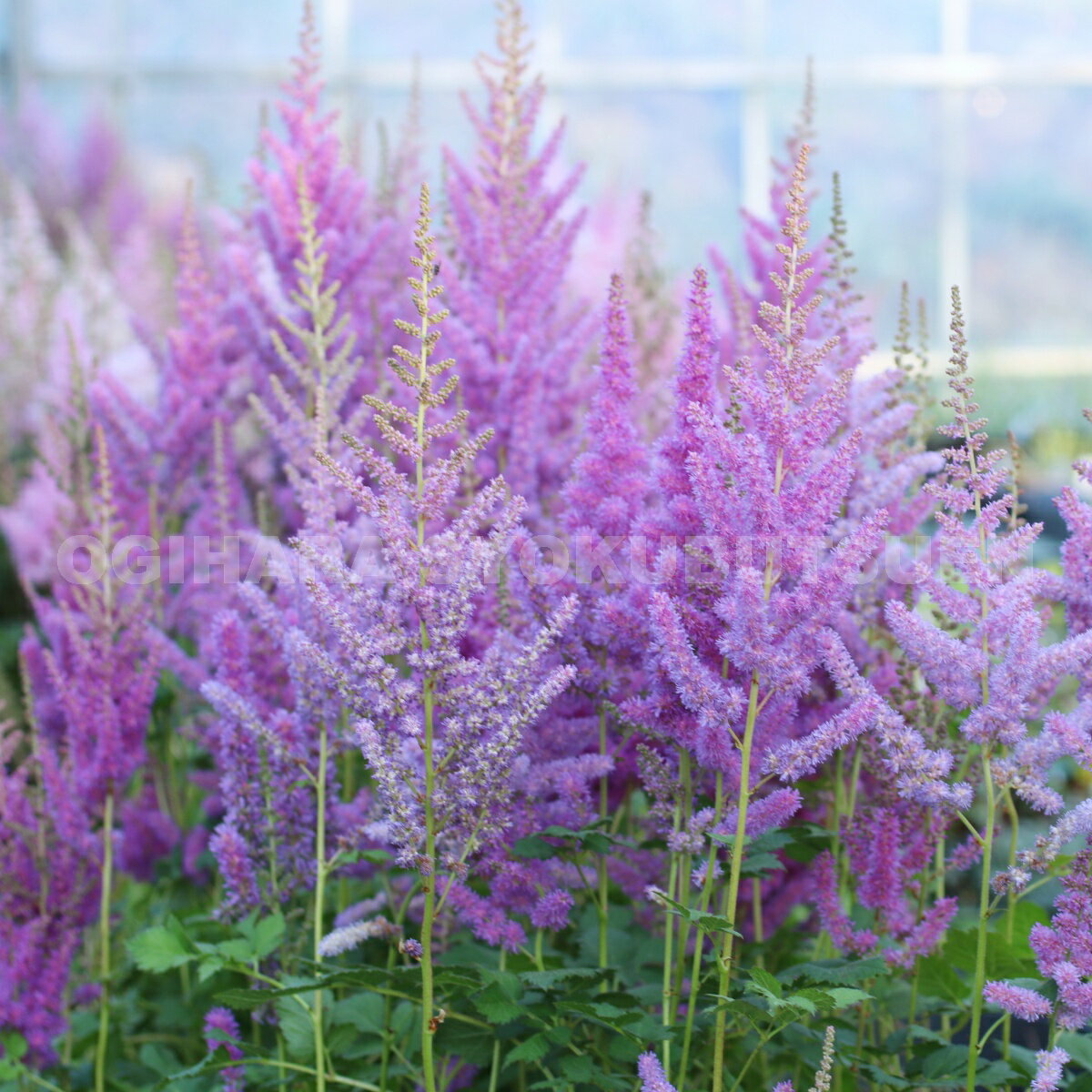 アスチルベ‘ブラックパールズ’