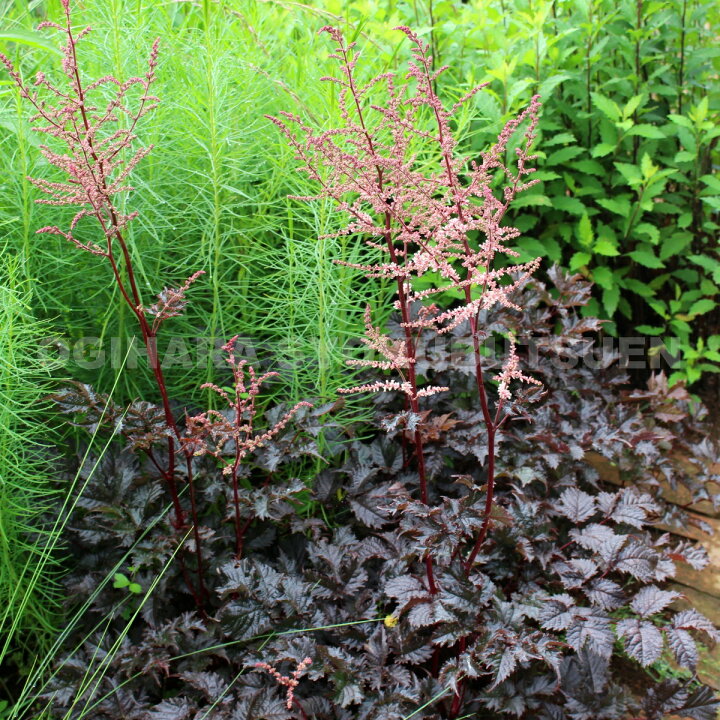楽天市場 アスチルベ チョコレートショーグン おぎはら植物園