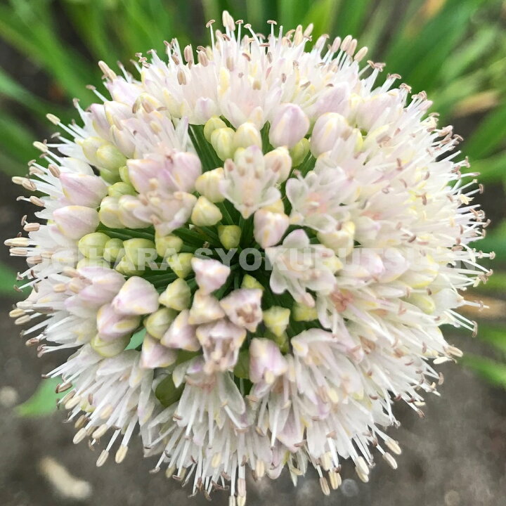 楽天市場 アリウム イザベル おぎはら植物園