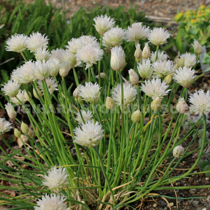 楽天市場 白花チャイブ おぎはら植物園