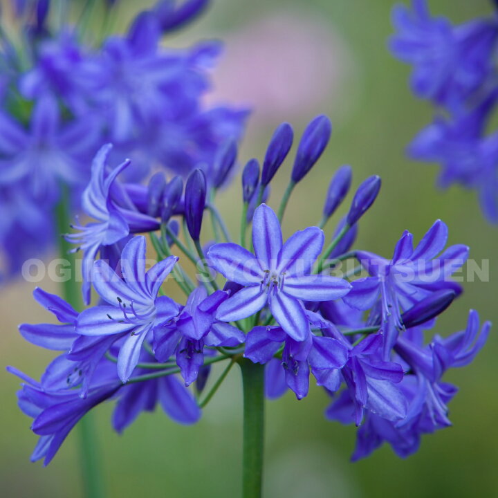 楽天市場 アガパンサス ノーザン スター おぎはら植物園 楽天市場 アガパンサス ノーザン スター おぎはら植物園