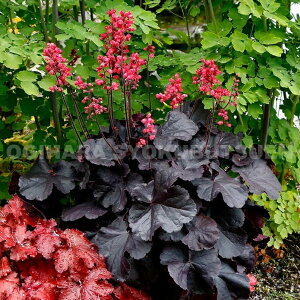 c{TSiq[PjeubN tHXg P[Lf(PVP)