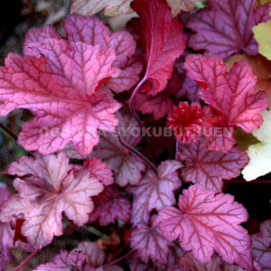 c{TSiq[Pjex[ X[V[f(PVP)