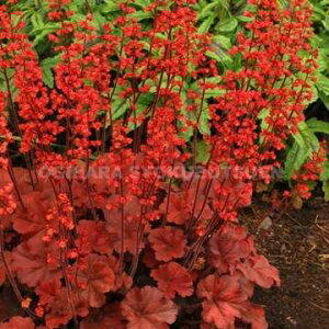 苗 ヒューケラ 宿根草の人気商品 通販 価格比較 価格 Com