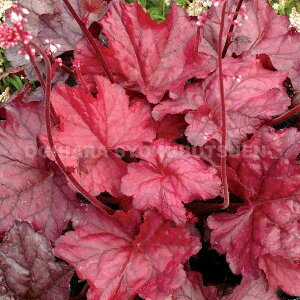 c{TSiq[Pjet@C[ `[tf(PVP)