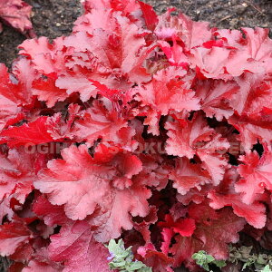 c{TSiq[PjetH[Go[ bhf