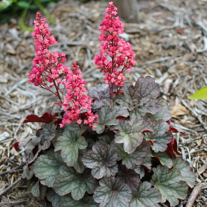 楽天市場 ツボサンゴ ヒューケラ ハリウッド Pvp おぎはら植物園