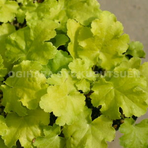 c{TSiq[PjeC bL[f(PVP)