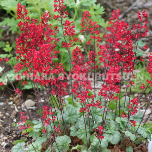 c{TSiq[PjebvXeBbNf(PVP)