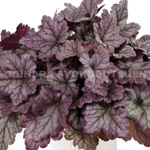 c{TSiq[Pj ep[vC tHXgf