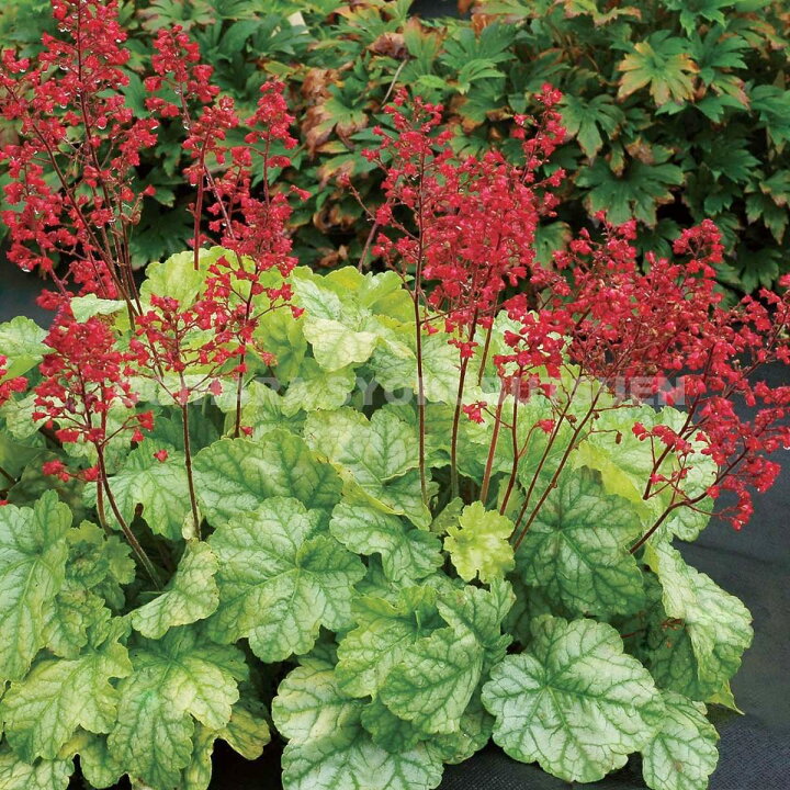 楽天市場 ツボサンゴ ヒューケラ トウキョウ おぎはら植物園