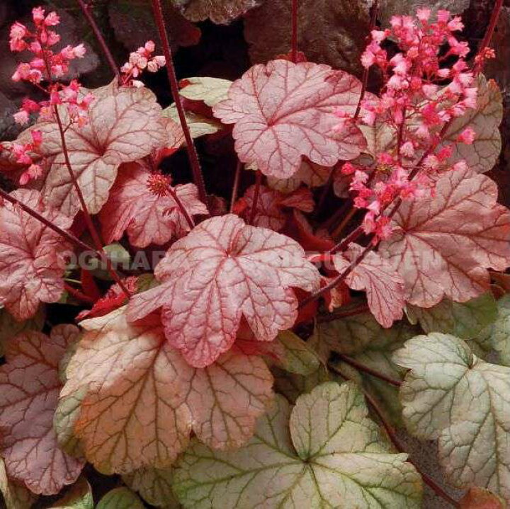 楽天市場 ツボサンゴ ヒューケラ ウィーン おぎはら植物園 楽天市場 ツボサンゴ ヒューケラ ウィーン おぎはら植物園