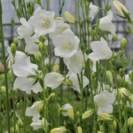 楽天市場 花の苗物 種類 植物 カンパニュラ 苗物 ガーデニング 農業 花 ガーデン Diyの通販 楽天市場 花の苗物 種類 植物 カンパニュラ 苗物 ガーデニング 農業 花 ガーデン Diyの通販