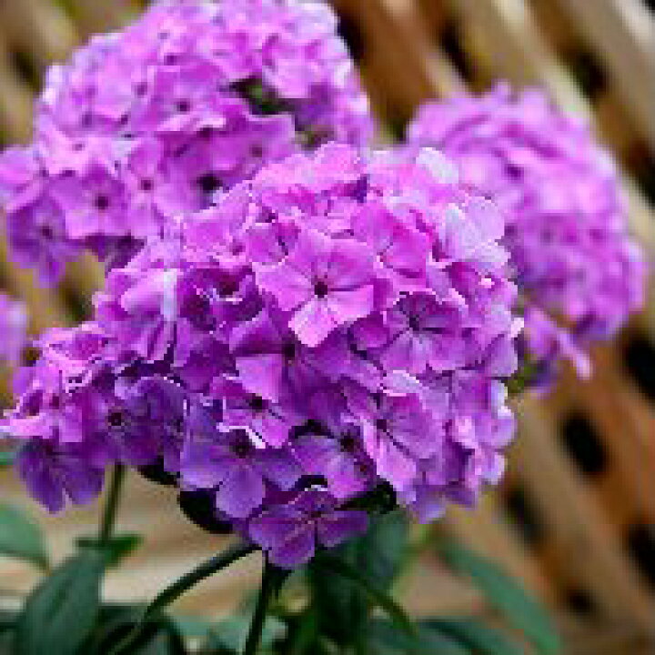 楽天市場 宿根フロックス バイオレットフレーム おぎはら植物園