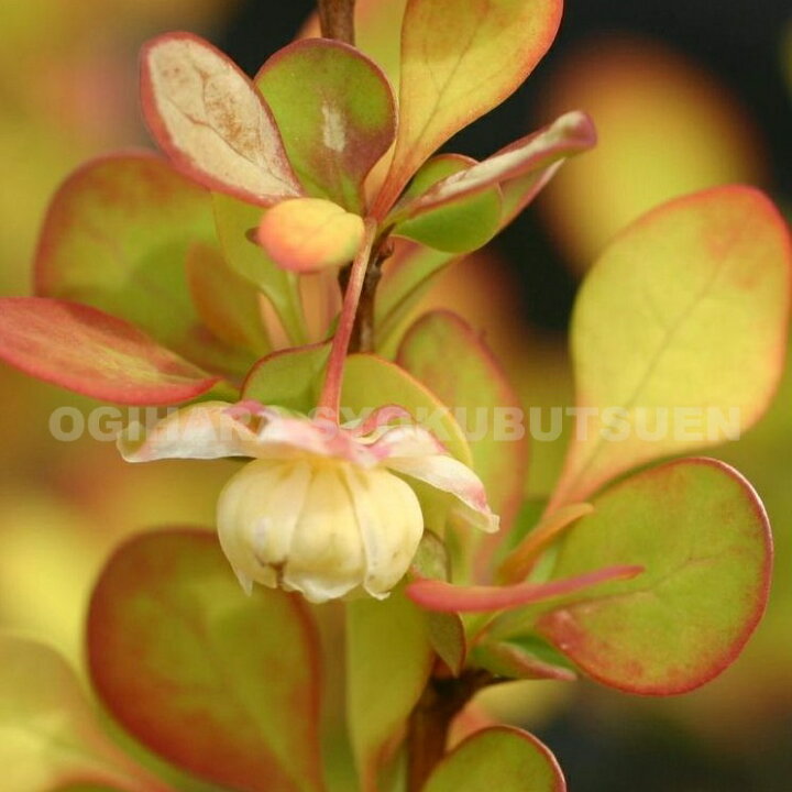 楽天市場 金メギ オーレア ボナンザ ゴールド おぎはら植物園