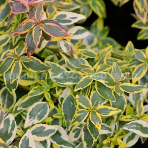 �A�x���A �e�z�[�v���C�Y�f(PVP)