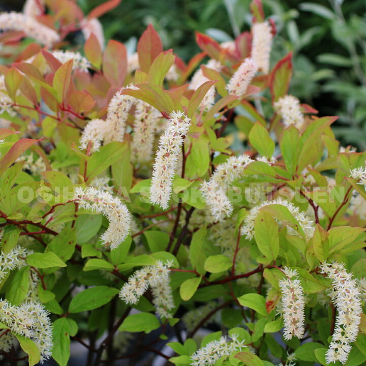 楽天市場 コバノズイナ おぎはら植物園