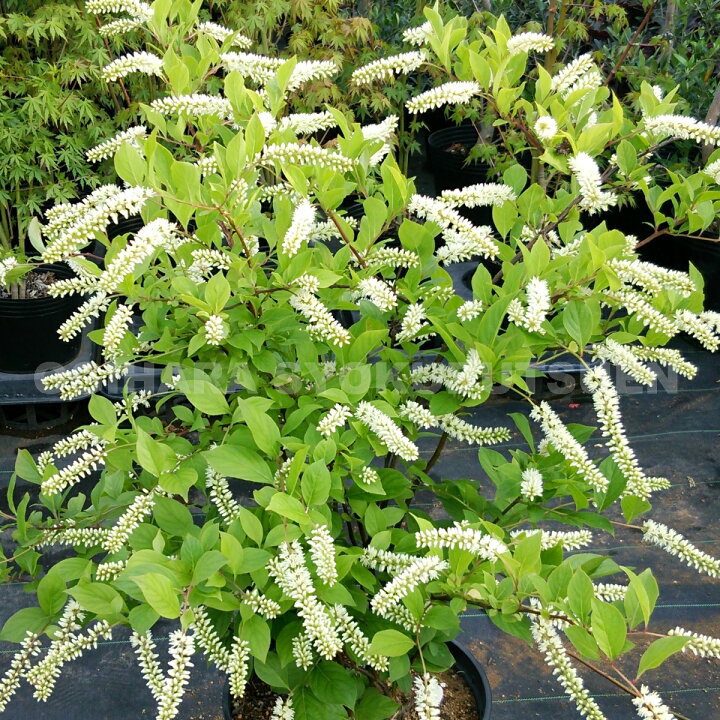 楽天市場 コバノズイナ リトルヘンリー おぎはら植物園