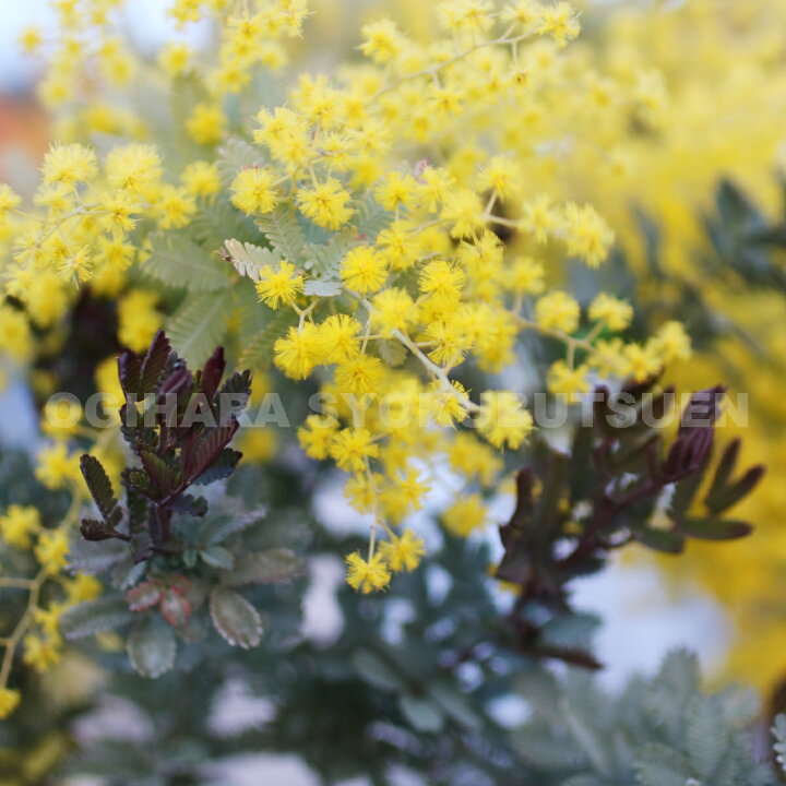 楽天市場 ミモザ ギンヨウアカシア ダークアイ おぎはら植物園 楽天市場 ミモザ ギンヨウアカシア ダークアイ おぎはら植物園
