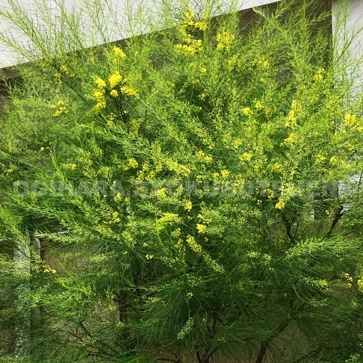 楽天市場 アカシア フロリバンダ おぎはら植物園 楽天市場 アカシア フロリバンダ おぎはら植物園