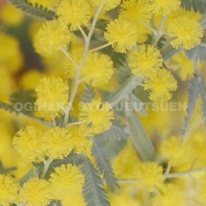 楽天市場 ミモザ ギンヨウアカシア おぎはら植物園