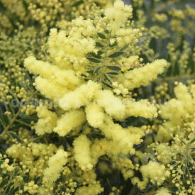 アカシア　テレサ