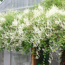 楽天市場 つる 性 の 白い 花の通販 楽天市場 つる 性 の 白い 花の通販
