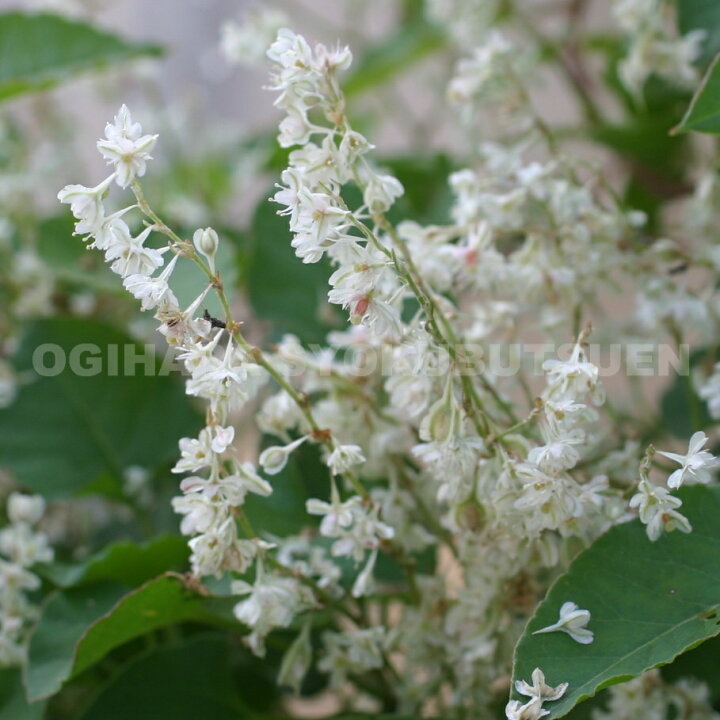 楽天市場 夏雪カズラ ナツユキカズラ おぎはら植物園