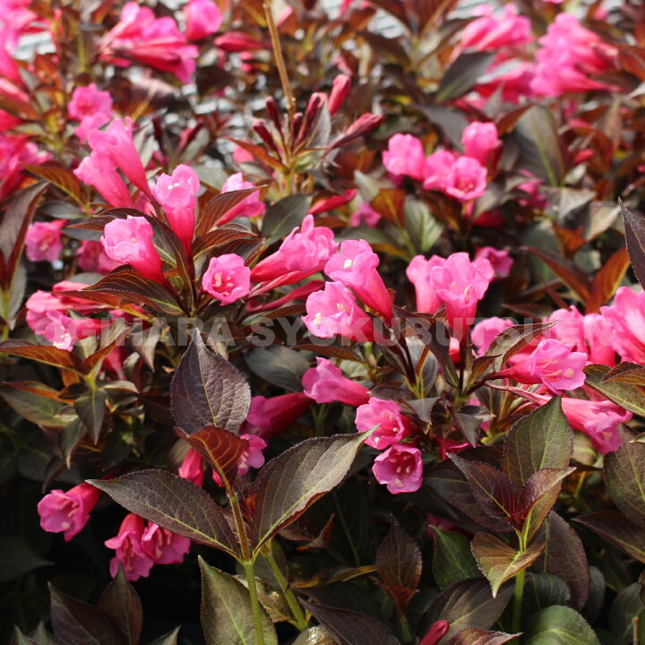 楽天市場 大紅ウツギ アレキサンドラ ワイン ローゼス おぎはら植物園
