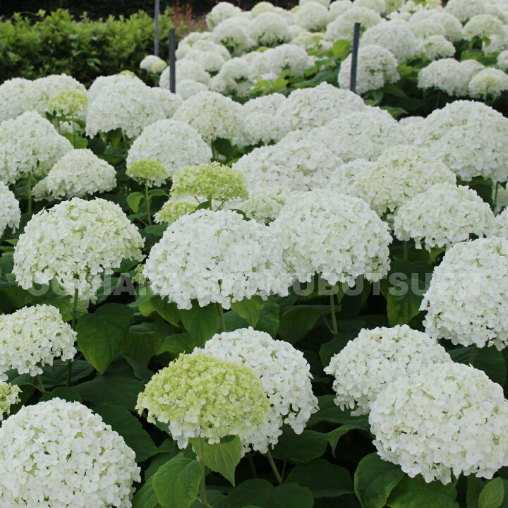楽天市場 アジサイ アナベル おぎはら植物園