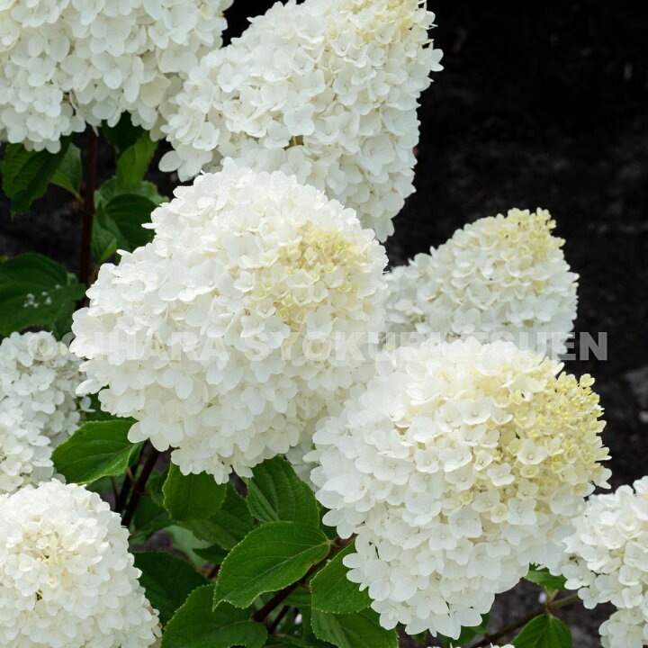 楽天市場 ノリウツギ シュガー ラッシュ おぎはら植物園