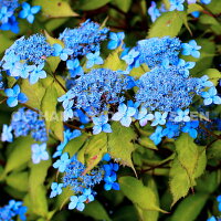 ヤマアジサイ藍姫