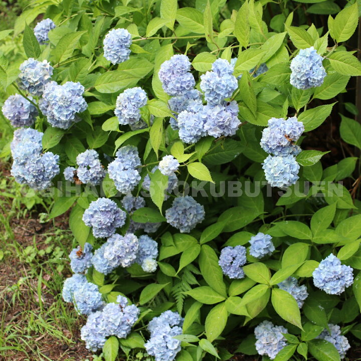 楽天市場 ヤマアジサイ 伊予獅子手毬 おぎはら植物園