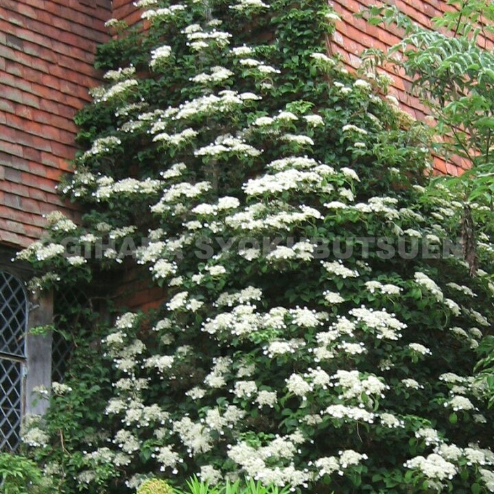 楽天市場 ツルアジサイ おぎはら植物園